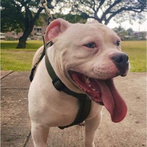 Meet your Posher, Darnell